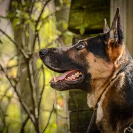 German Shepherd All Grown Up from Vom Feuerlands