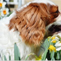 Cavalier King Charles Spaniels and Pembroke Welsh Corgis from Wind Dial Farm