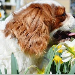 Cavalier King Charles Spaniels and Pembroke Welsh Corgis from Wind Dial Farm