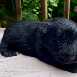 Black Girl 1 (Dark Pink Collar) - Black female Scottish Terrier puppy in Jefferson, North Carolina from McGuire’s High Country Terriers
