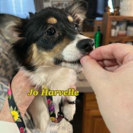 Jo Harvelle (Fluffy) - Black and tan female Pembroke Welsh Corgi puppy in Olathe, Colorado from Rocking LJ Breeding