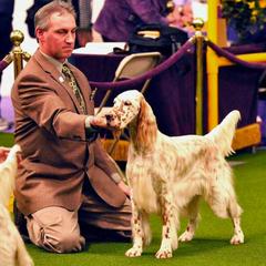 English Setter All Grown Up from Windsor Setters