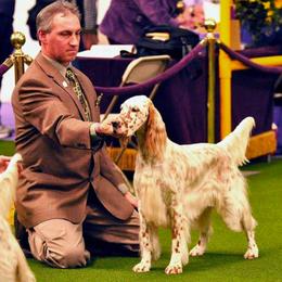 English Setter All Grown Up from Windsor Setters