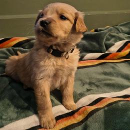 Blizzard (cream collar) - Golden male Golden Retriever puppy in Tenino, Washington from Oak River Goldens'
