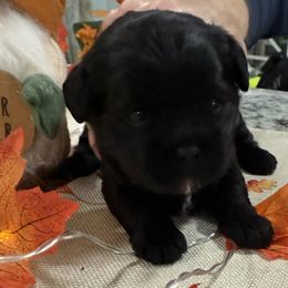 Bunny - Black female Shihpoo puppy in Colonial Beach, Virginia from BeachRidge Pups