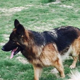 Chili - German Shepherd