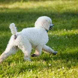 Poodle Puppies from Wispynook Poodles