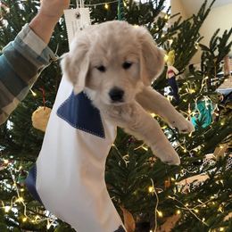 Golden Retriever and Labrador Retriever Puppies from Bear Pond Retrievers