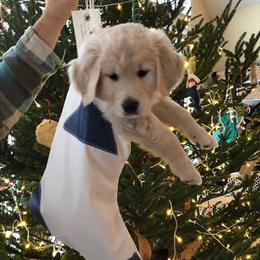 Golden Retriever and Labrador Retriever Puppies from Bear Pond Retrievers