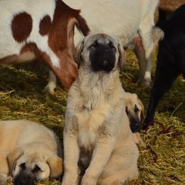 Anatolian Shepherd Dog Puppies from Wanyama Ranch Anatolians