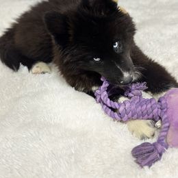 Siberian Husky Puppies from Noble Heart Siberians