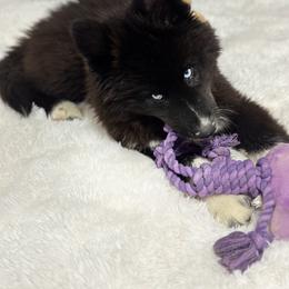 Siberian Husky Puppies from Noble Heart Siberians