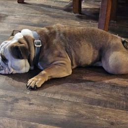 Bulldogs from Judd's Bulldogs