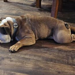 Bulldogs from Judd's Bulldogs