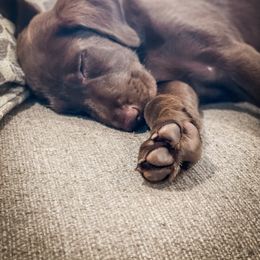 Labrador Retriever Puppies from Old Railroad Labs