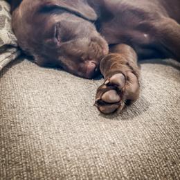 Labrador Retriever Puppies from Old Railroad Labs