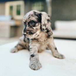 Cavapoo, Goldendoodle, and Golden Retriever Puppies from Canterbury Canines
