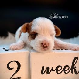 Parti' girl - Parti female Yorkshire Terrier puppy in Machesney Park, Illinois from Three Yorkie Family