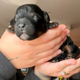 Duke (Orange) - Phantom male Bernedoodle puppy in Peoria, Arizona from Wroth's Paws