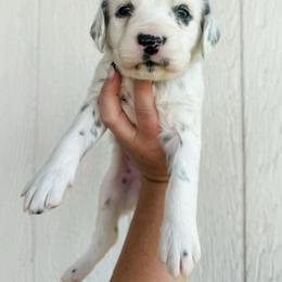 Hoya - LUA long coat - White and black female Dalmatian puppy in Jefferson, Georgia from Spotted Jewels Dalmatians