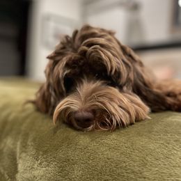 Violet - Australian Labradoodle