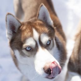 Hux - Siberian Husky