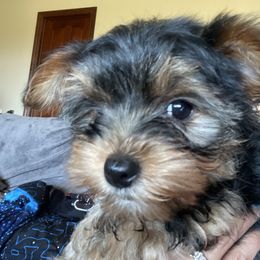 Yorkshire Terrier Puppies from Sandra's Pups