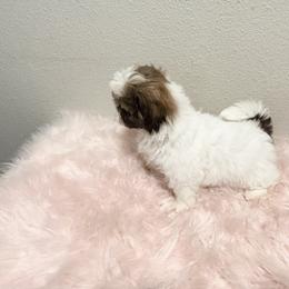 Shih Tzu Puppies from NC Stellar Puppies