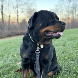 Astra  - Rottweiler