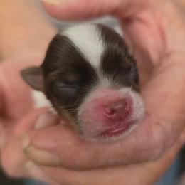Boy 1 - Chocolate, tan and white male Yorkshire Terrier puppy in Bucyrus, Ohio from Dyer's Beauties