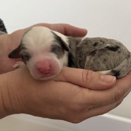 Rocky - Blue merle male Bernedoodle puppy in Las Vegas, Nevada from Perfect Bernedoodles