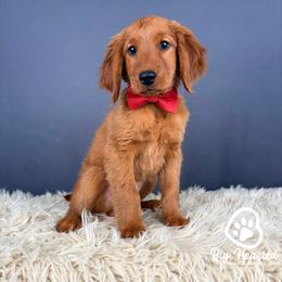 S'mores - Red male Companion Cross puppy in Utah County, Utah from Big Hearted Breeders