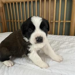 White collar male - Red and white male Saint Bernard puppy in Albany, Georgia from Magnolia Saint Bernards