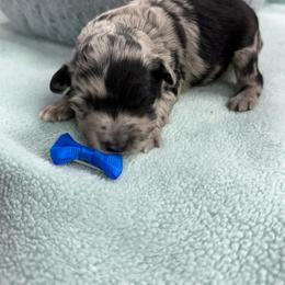 Sprout - Blue merle male Aussiedoodle puppy in Science Hill, Kentucky from Southern Paws Kennels