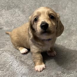 Natasha - Black Widow - Cream female Dachshund puppy in Arp, Texas from Barksalot Dachshunds