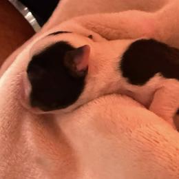 Jingle - Black and white male Boston Terrier puppy in Kingsport, Tennessee from Dreamweaver Bostons