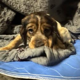 Lulu - Black white and tan female English Springer Spaniel puppy in Coeur D'alene, Idaho from Springer Hollow