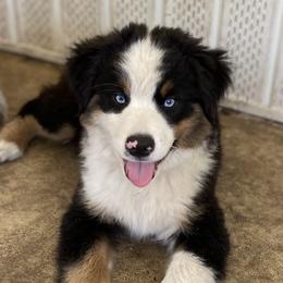 Rocket - Black tri male Miniature American Shepherd puppy in Cocoa, Florida from Cosmic Tides Miniature American Shepherds