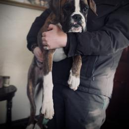 Boxer All Grown Up from Rorschach Boxers