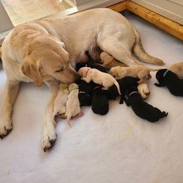 Boy 1 - Labrador Retriever puppy in Shiocton, Wisconsin from Green Acres Labrador Retrievers