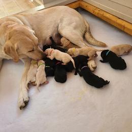 Boy 1 - Labrador Retriever puppy in Shiocton, Wisconsin from Green Acres Labrador Retrievers