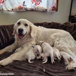 Golden Retriever puppies from Wildcat Hollow Goldens