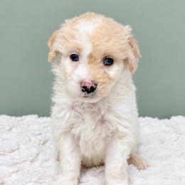 Boy 4 - Apricot male Goldendoodle puppy in Springfield, Ohio from Dawson & Daryn's Royal Companions