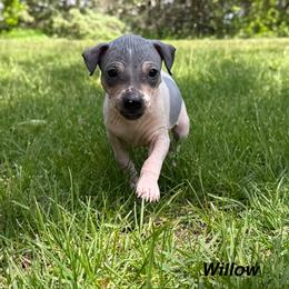 Willow - White and black female American Hairless Terrier puppy in Buckingham, Illinois from Gaus Hof
