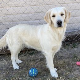 Willow - Golden Retriever