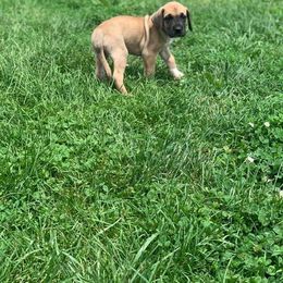 Great Dane Puppies from Borealis Danes