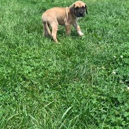 Great Dane Puppies from Borealis Danes