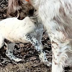 English Setters from Roos Farms English Setters