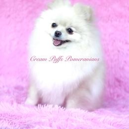 Heidi - Pomeranian