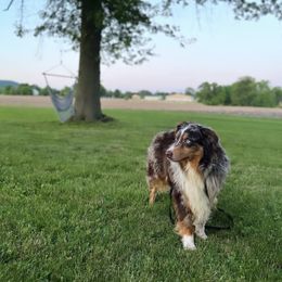 Lincoln - Australian Shepherd